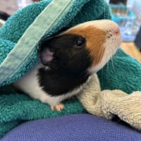 Photo of Bertie Boy