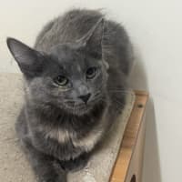 Photo of Bobby   Now At Pet Quarters Broadmeadow