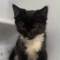 Photo of Buzzie (9968)