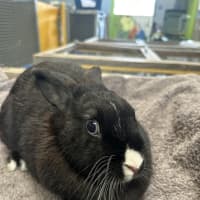 Photo of Trixie
