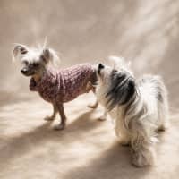 Photo of Pee Wee & Sweet Pea