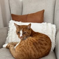Photo of Garfield
