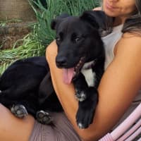 Photo of Chilli   3 Year Old Mixed Breed