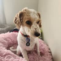 Photo of Derek   2 Year Old Mini Poodle