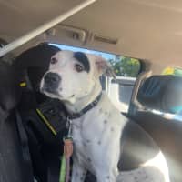 Photo of Luna (Lulu)