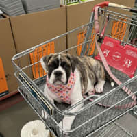 Photo of Lexi   6 Month Old Australian Bulldog