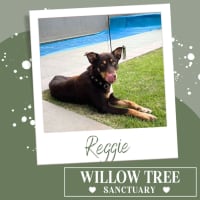 Photo of Reggie