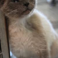 Photo of Mittens