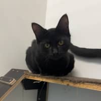 Photo of Cj (Charlee Junior)