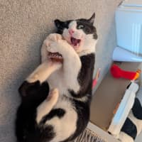 Photo of Benji