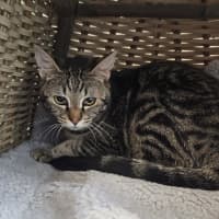 Photo of Honey