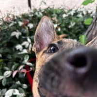Photo of Pip