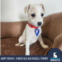 Photo of Seraya   9 Week Old Jack Russell Terrier (Trial)
