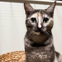 Photo of Emerald