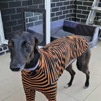 Photo of Freda, The Greyhound