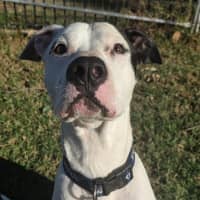 Photo of Pongo