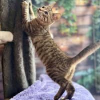 Photo of Zephyr   Meet Me At Ivanhoe East Vet Clinic