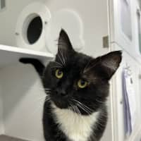 Photo of Misfit