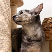 Photo of Emerald