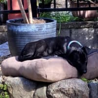 Photo of Pumpkin   12 Week Old Wolfhound X