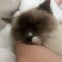 Photo of Star
