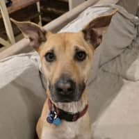 Photo of Mia   2 Year Old Kelpie X