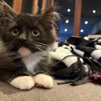 Photo of Indigo