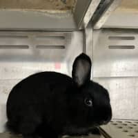 Photo of Dopey   Meet Me @ Petstock Engadine