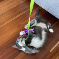 Photo of Flora *9 Lives Project Rescue*