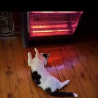 Photo of Gizmo