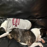 Photo of Cash & Casino   4 & 2 Year Old Boston Terriers