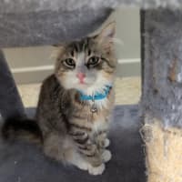 Photo of Marshmallow