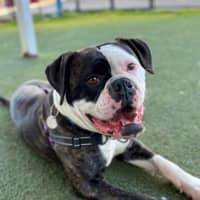 Photo of Buddy