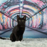 Photo of The Riddler