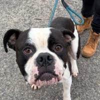 Photo of Gus