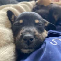 Photo of Jammy   8 Week Old Kelpie X (Trial)