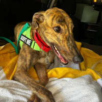 Photo of Richie The Greyhound 