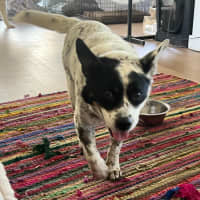 Photo of Bandit