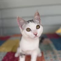 Photo of Pebbles