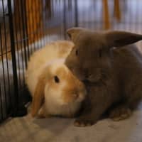 Photo of Hops & Barley