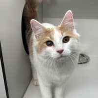 Photo of Loki