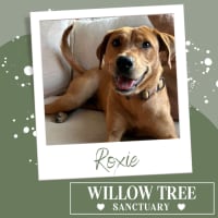 Photo of Roxie