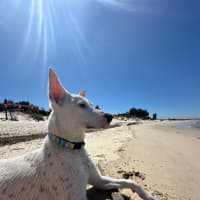 Photo of Luna Lou   1 Year Old Staffy X