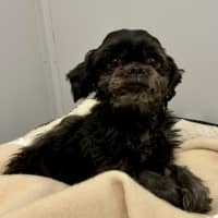 Photo of Biggie (Bonded To Bonnie)