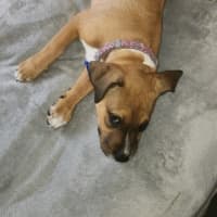 Photo of Lilly   3 Month Old Kelpie X Staffy