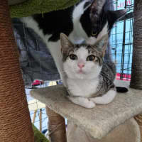 Photo of Henry ** 2nd Chance Cat Rescue **