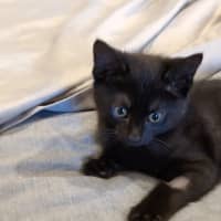 Photo of River Meet Me @ Petstock Hastings Store