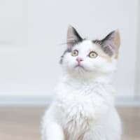 Photo of Scout