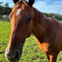 Photo of Pippa
