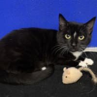 Photo of Figaro
